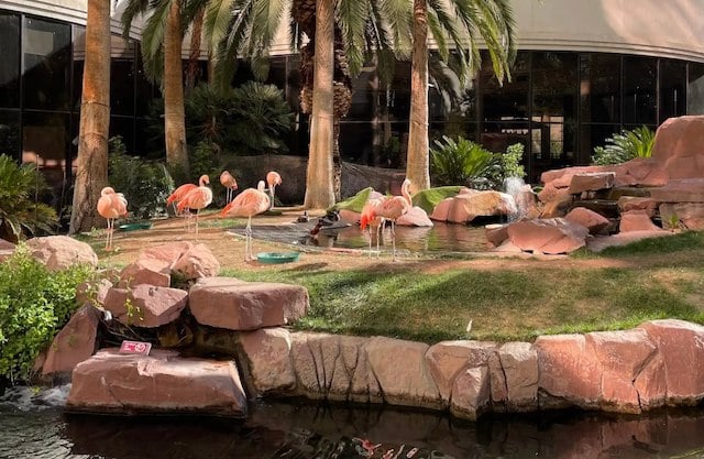 Recinto per fenicotteri