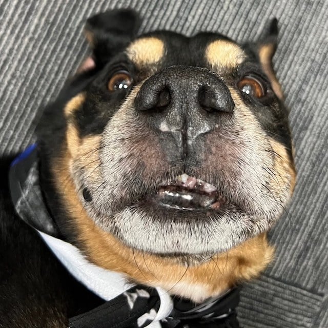 Lil Graig, il cane adottato dalla polizia