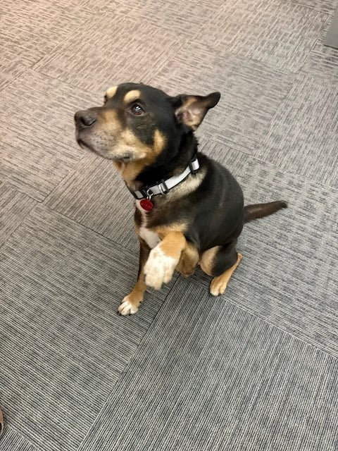 Lil Graig, il cane adottato dalla polizia