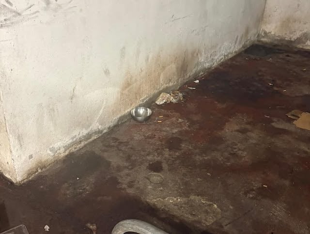 Ciotola trovata nel parcheggio sotterraneo