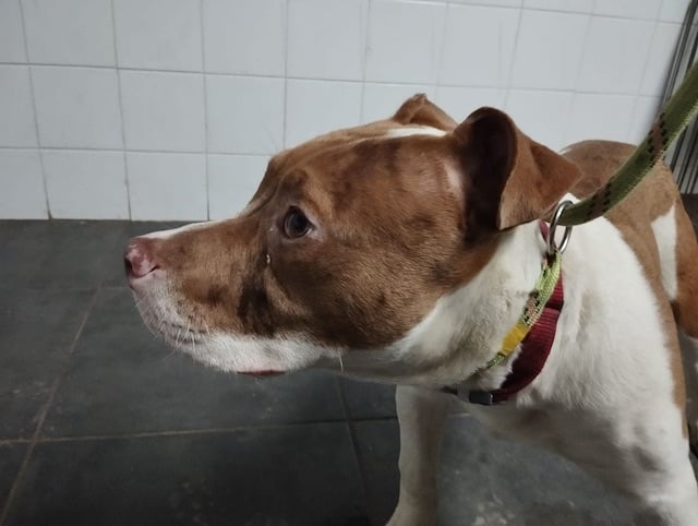 Blacki, il cane salvato da Action Protection Animale