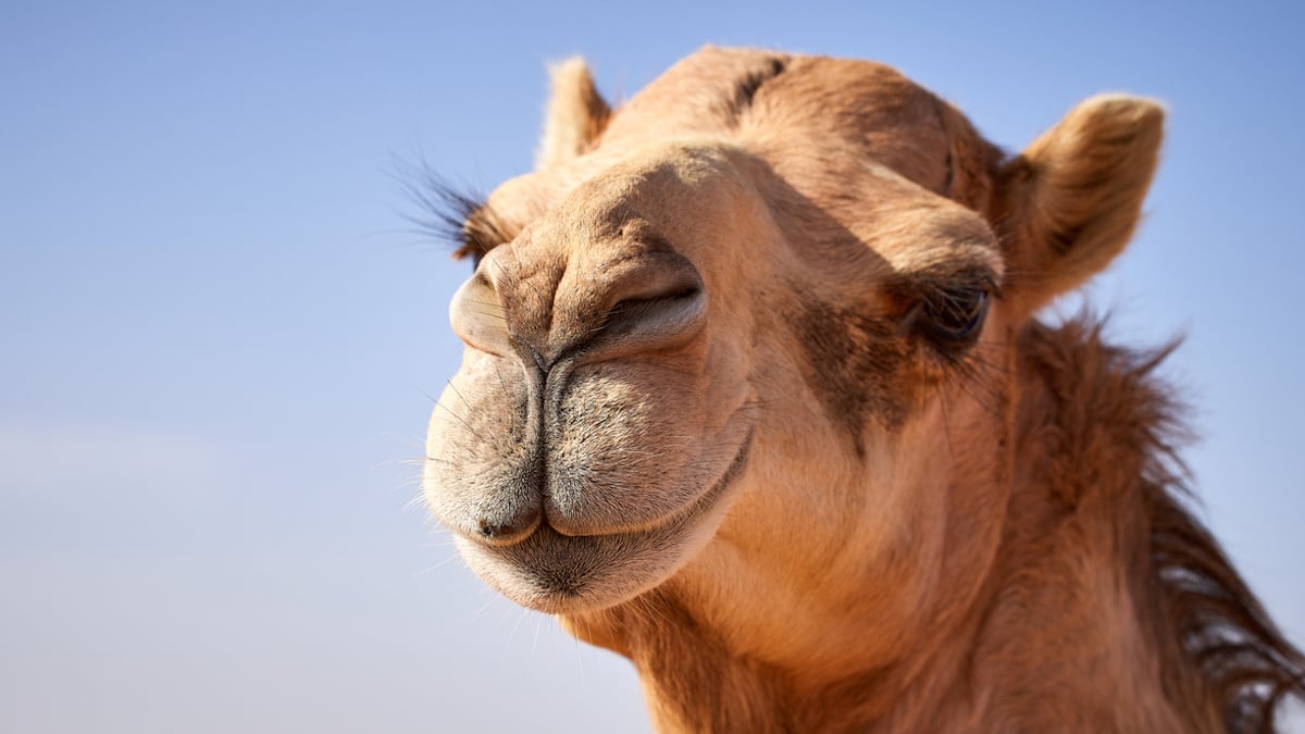 Primo piano del cammello