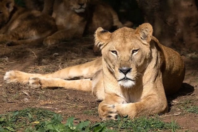 Una leonessa barbaresca