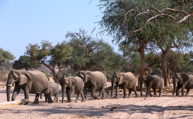 Un branco di elefanti in movimento