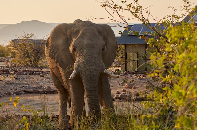 Un elefante selvaggio in un villaggio