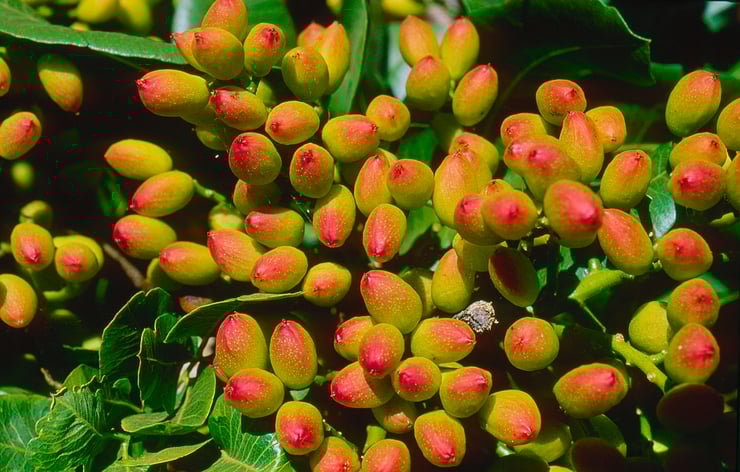 Un albero di pistacchio