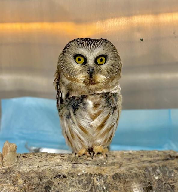Il gufo salvato