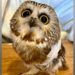 Il piccolo gufo salvato aiuta a raccogliere fondi per la donna che l'ha salvata



