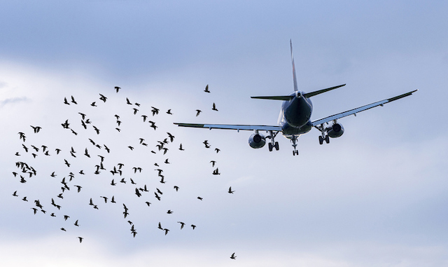 Uccelli in treno che volano vicino a un aereo