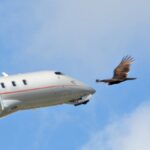 L'aereo si gira dopo la collisione con un uccello in volo 


