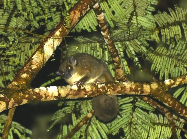 Un aliante dalla coda ad anelli