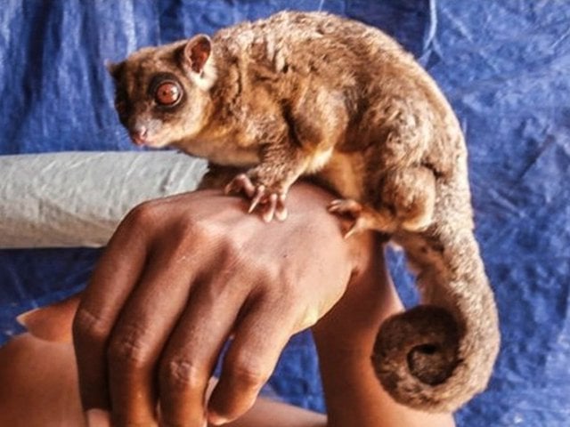 Un aliante dalla coda ad anelli