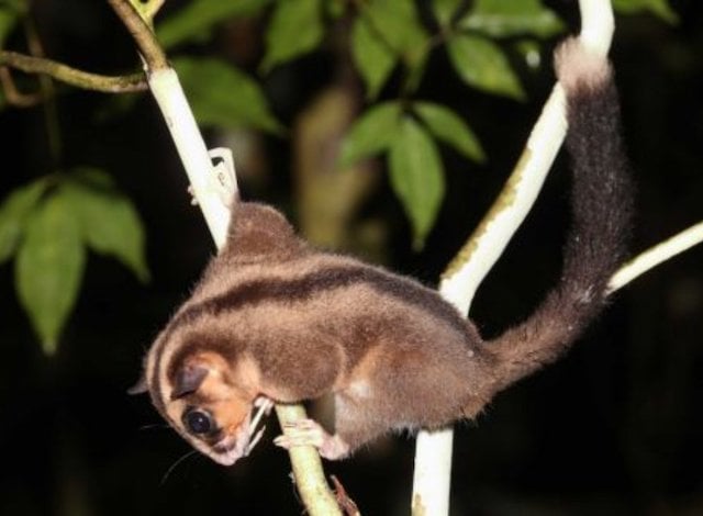 Una femmina di Dactylonax kambuayai