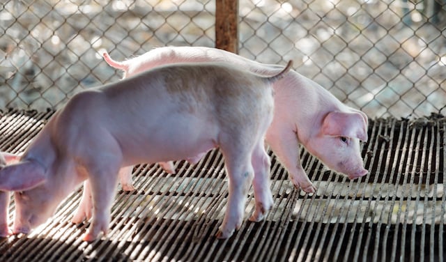 Due maiali in un recinto