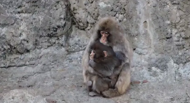 Monkey Punch confortato da un adulto