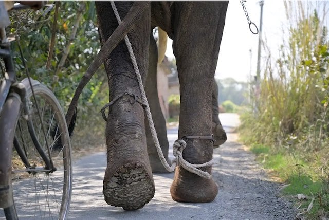 Veer, l'elefante salvato