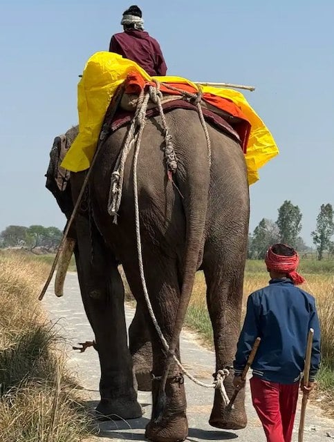 Veer, l'elefante salvato