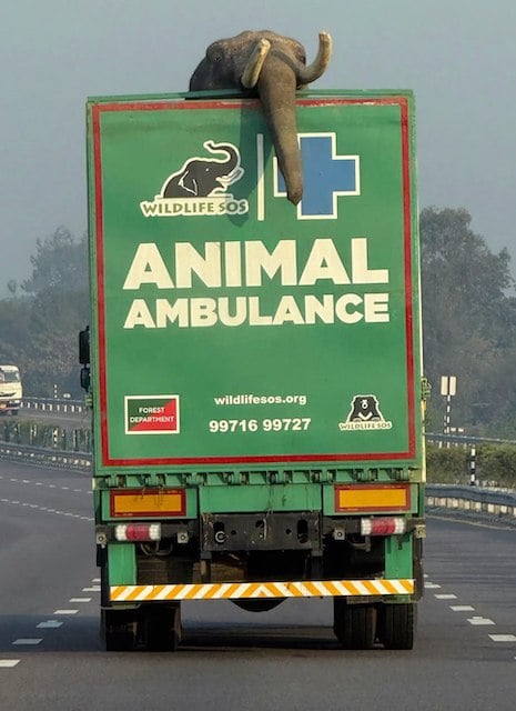 Veer, l'elefante salvato