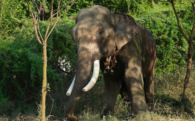Veer, l'elefante salvato