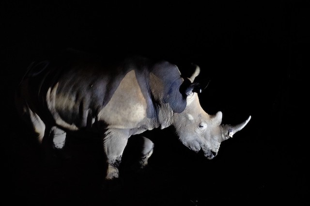 Uno dei rinoceronti bianchi reintrodotti in natura