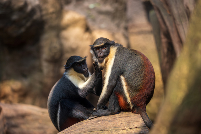 Due cercopitecine di Roloway