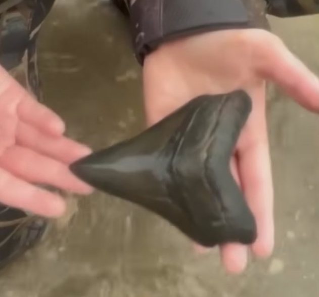Dente di megalodonte scoperto da Jaxon Hinton