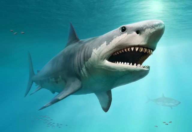 Megalodonte in 3D