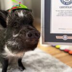 Questo maiale “parlante” entra nel Guinness Book e stabilisce un record mondiale



