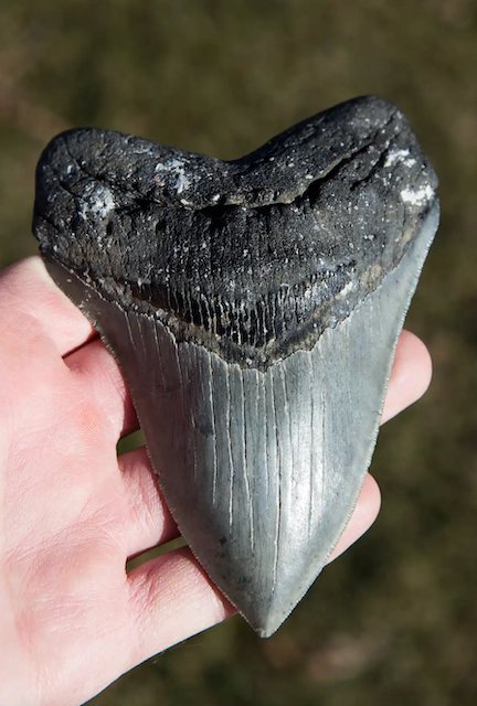 Dente di megalodonte