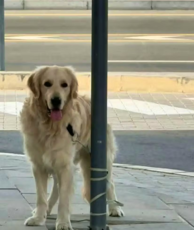 Un cane abbandonato a Dubai