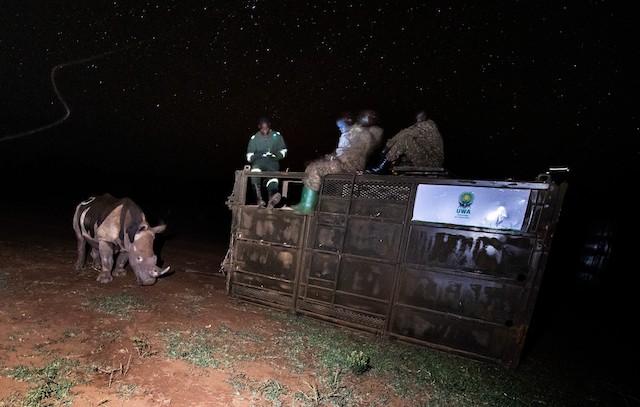 Uno dei rinoceronti bianchi reintrodotti in natura