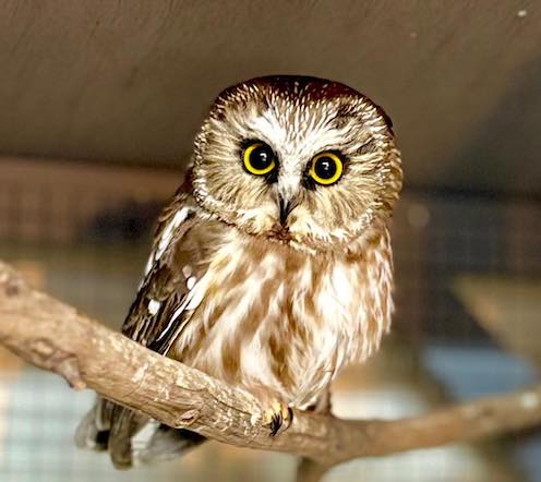 Il gufo salvato