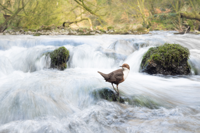 Un uccello in un fiume