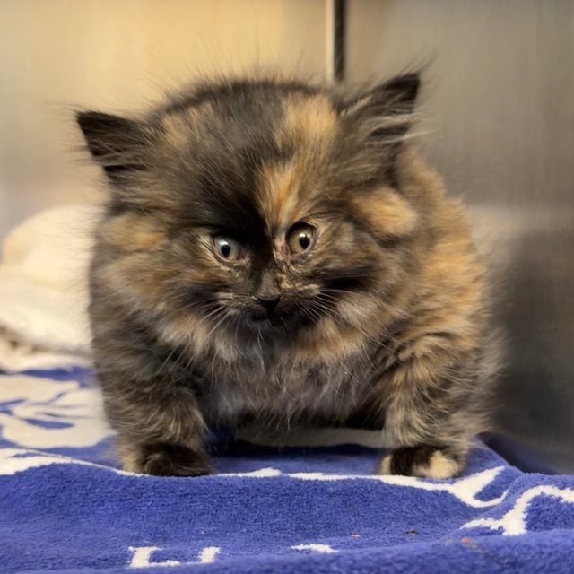 Zoe, la gattina gonfia come un palloncino