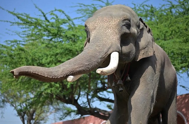 Veer, l'elefante salvato