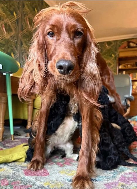 Calendula e i suoi bambini