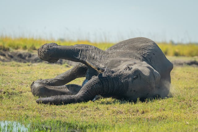 Un elefante bugiardo
