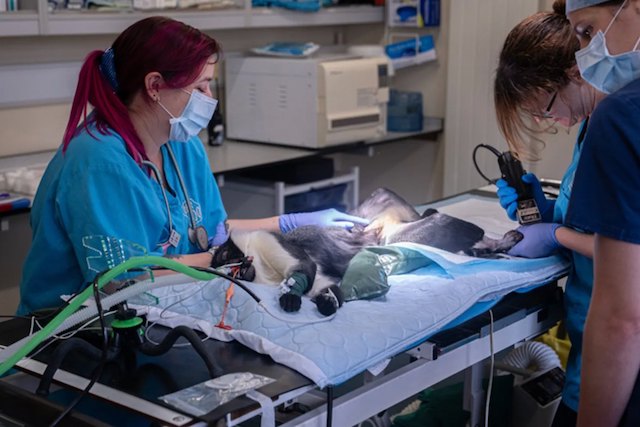 Masaya, la scimmia Roloway, durante la sua operazione