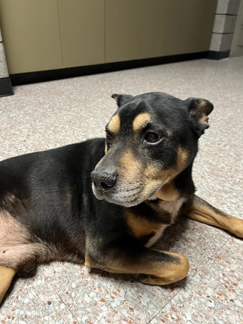 Lil Graig, il cane adottato dalla polizia