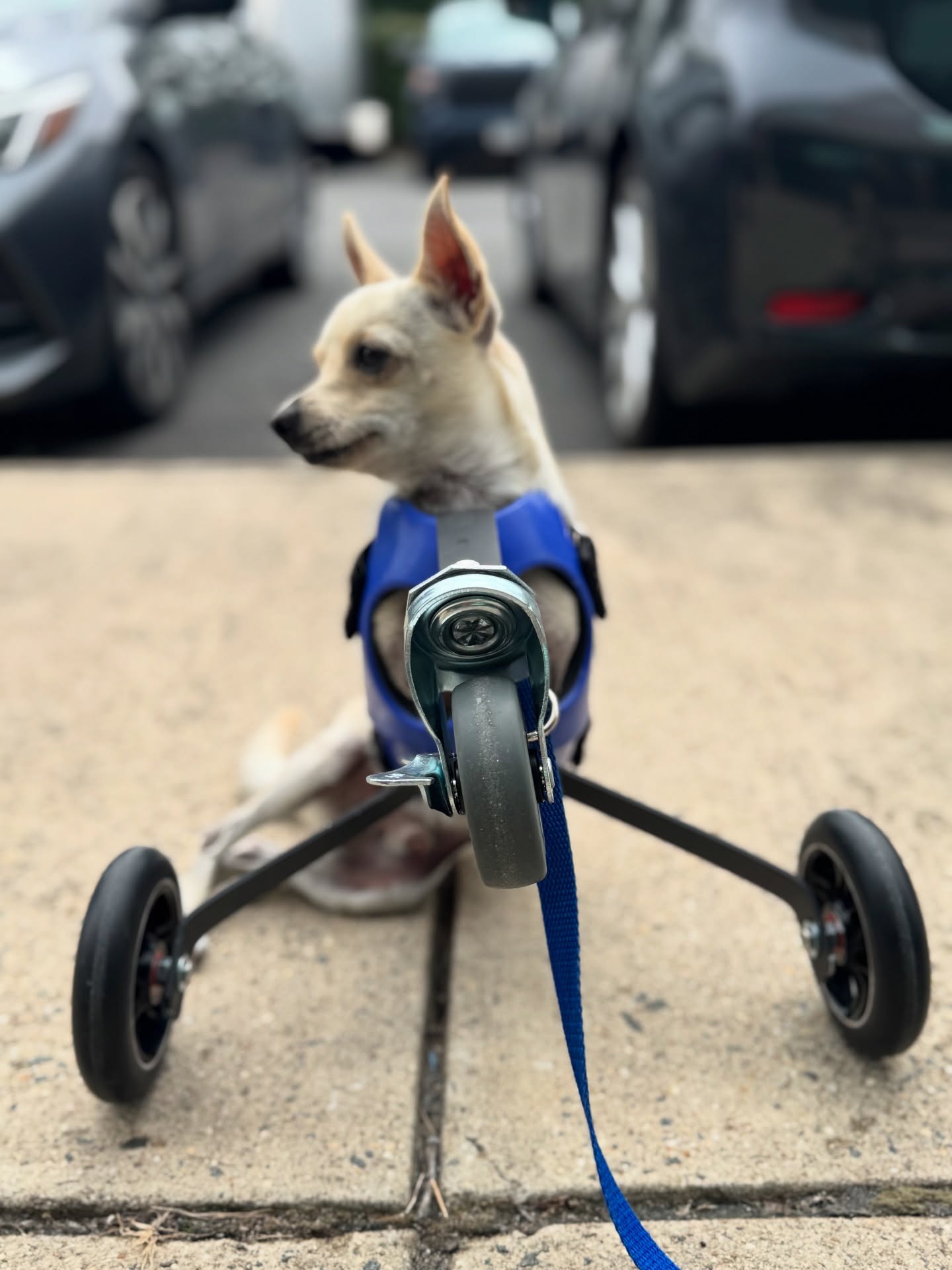 Un chihuahua di nome Roo