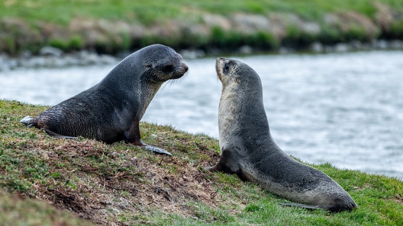 Leoni marini antartici