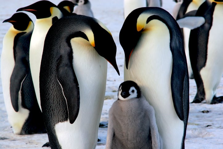 Pinguini imperatori