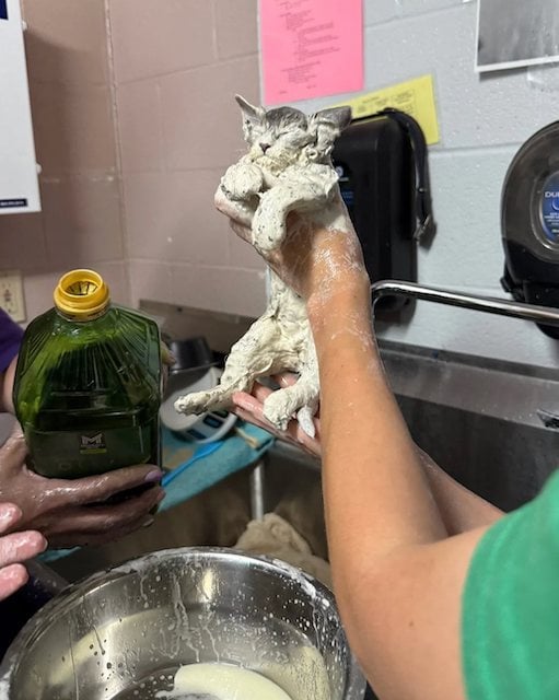Il gattino scoperto in un secchio di colla