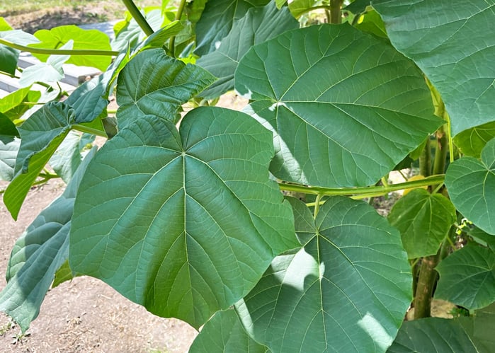La Paulownia se ne va