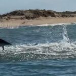 Il pescatore si ritrova circondato da centinaia di squali in preda alla frenesia 


