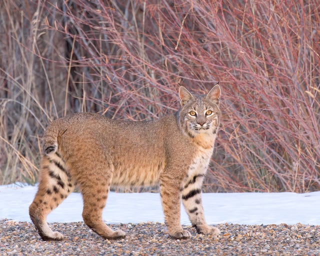 Una lince rossa allo stato brado