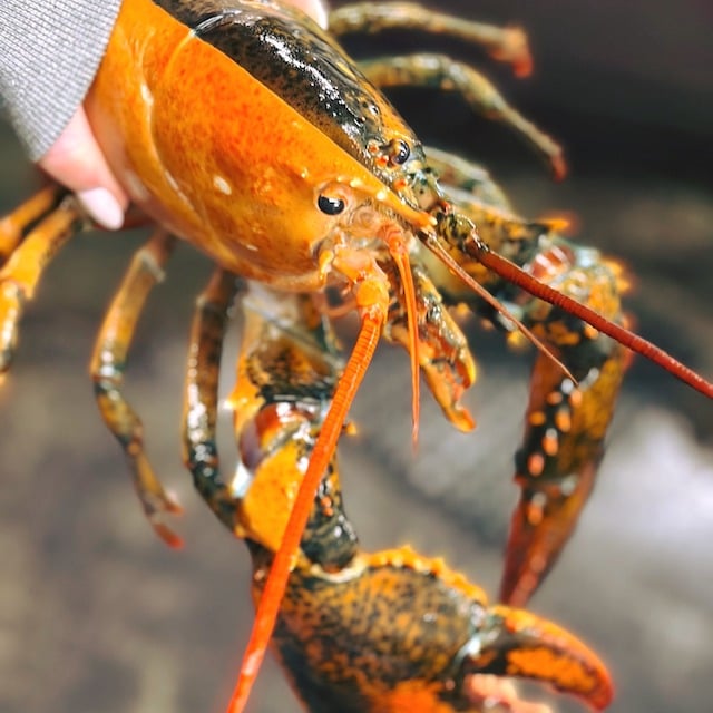 L'aragosta bicolore