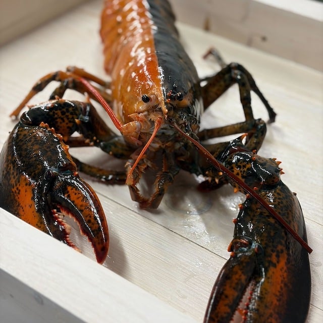 L'aragosta bicolore