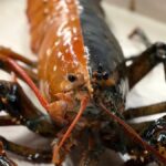 I pescatori pescano una rarissima aragosta bicolore, il destino che hanno in serbo oltraggia gli attivisti per i diritti degli animali


