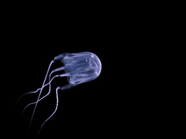 Medusa scatola